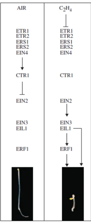 Figure 1.2: Ethylene transduction pathway  in  Arabidopsis  thaliana .  In  air,  ethylene  responses  are  repressed  whereas  in  the  presence  of  ethylene  CTR  is  inactivated  and  EIN2,  EIN3  and  EIL  activate  ethylene  responsive genes (from Ch