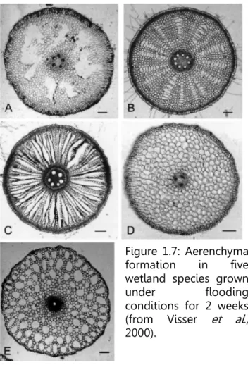 Figure  1.7:  Aerenchyma  formation  in  five  wetland  species  grown 