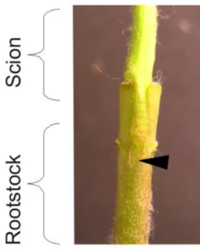 Figure  2.4:  Detail  of  grafting  area  showing  the  scion  and  rootstock.  The  arrow indicates the water level