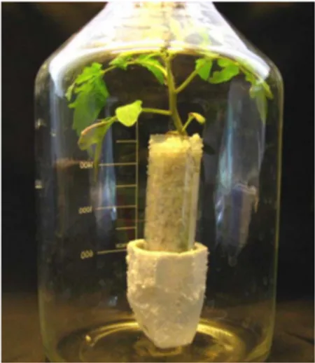 Figure 2.6: Detail of four-week old plant  grown hydroponically and placed inside  a  2-litre  bottle  for  the  24-h  flooding  treatment  and  subsequent  ethylene  quantification