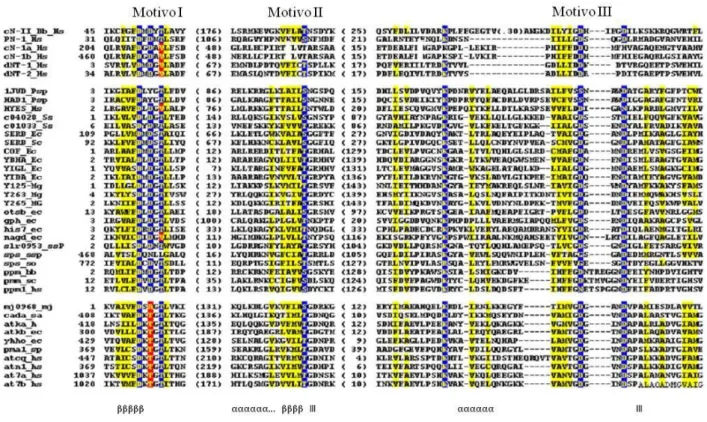 Figura  1.6  :  Allineamento  multiplo  delle  sequenze  primarie  delle  5’-nucleotidasi  intracellulari  di  mammifero  (in  alto),  di  alcuni membri della superafamiglia delle HAD (al centro) e di ATPasi di tipo P (in basso)