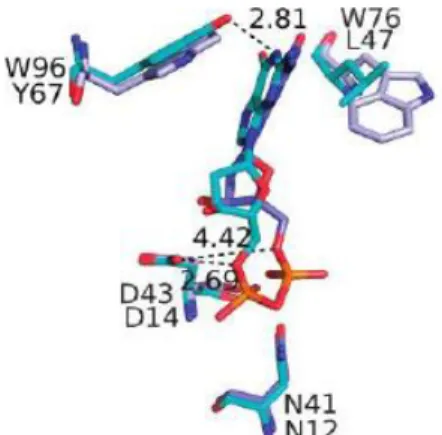 Figura  1.12:  Rappresentazione  del  sito attivo della cdN murina legata a  dGMP  (turchese),  sovrapposto  alla  struttura  della  mdN  complessata  a  dGMP    (Walldén,  Rinhaldo-Matthis   et al., 2007)