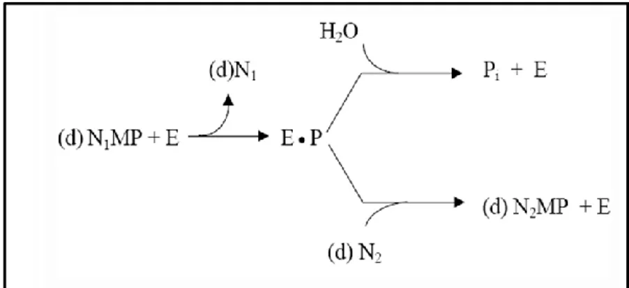 Figura  1.13:  Attività  nucleotidasica  (in  alto)  e  fosfotransferasica  (in  basso)  della  cN-II
