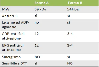 Tabella 1.2: Caratteristiche delle due forme della cN-II 