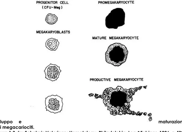 Figura 1.3 da: Schalm’s Veterinary Hematology. Philadelphia, Lea &amp;Febiger, 1986, p 432