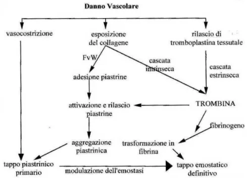 Fig. 1.8  Visione complessiva del processo di emostasi (schema tradizionale) (Lubas,  2005) 