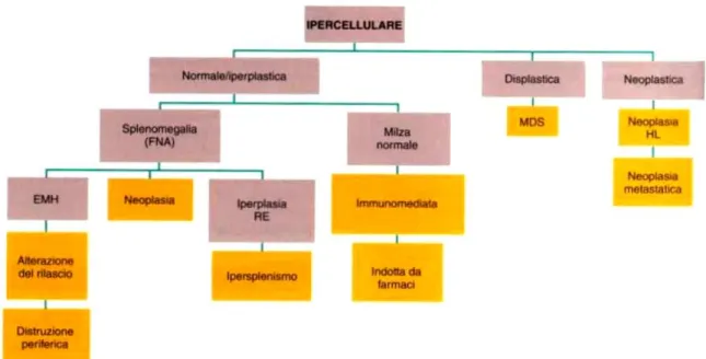 Fig  3.3 Algoritmo  per  l’approccio  diagnostico  al  paziente  pancitopenico  e  ipercellularità  midollare