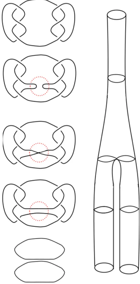 Figure 2.1: A movie for the knot T ]T ∗ . First we add a saddle point, then we apply R moves to obtain two disjoint circles, finally we add two local minima