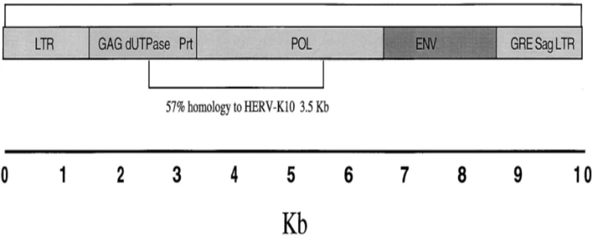 Figure 1 Structure of proviral sequences in human breast cancer showing genes, ORFs, and sequence homology to MMTV and HERV-K10.