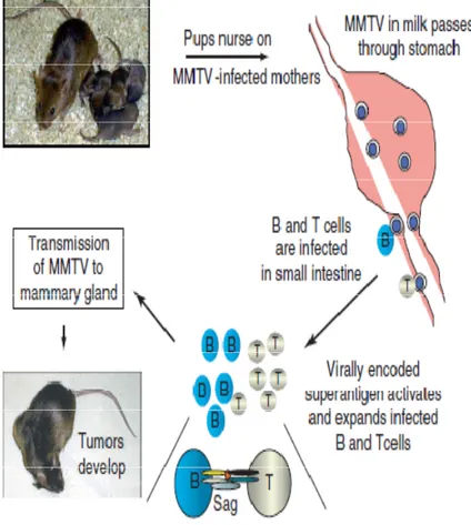 Figure 4: MMTV life cycle