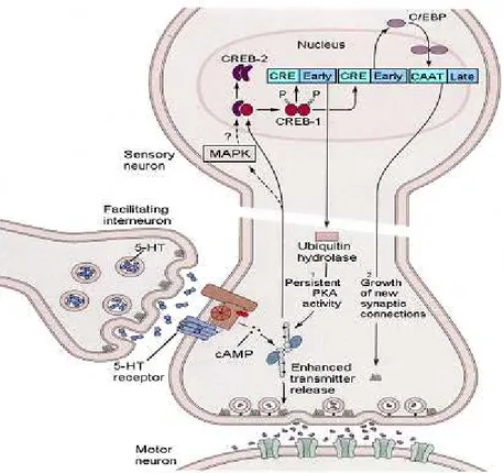 Figura 1-1 Schema delle vie intracellulari che inducono potenziamento  dell’efficacia  sinaptica  nella  sensitizzazione  in  Aplysia  (da:  Kandel  et  al., 2000)