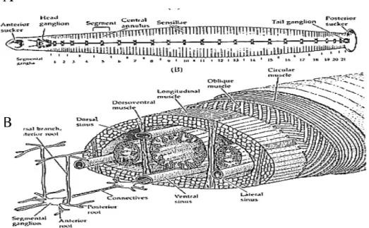 Figura 1-2 Organizzazione del sistema nervoso in H. medicinalis. A: Schema  del  sistema  nervoso  gangliare  della  sanguisuga