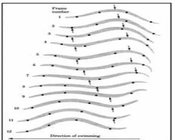 Figura 1-4 Progressione dei movimenti del corpo durante  l’attività natatoria di H. medicinalis