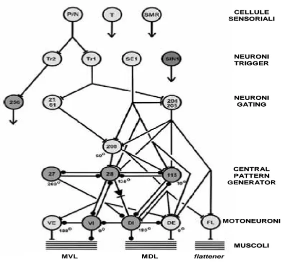 Figura  1-5  Rappresentazione  schematica  del  circuito  del  nuoto.  (modificata  da: Kristan et al., 2005)