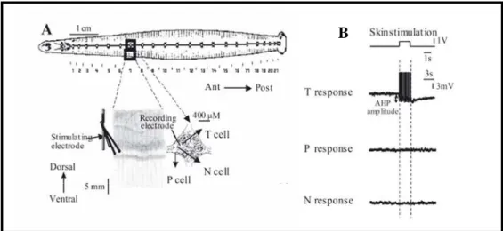 Figura  1-6  Attivazione  selettiva  delle  cellule  T  in  seguito  a  stimolazione  elettrica  lieve  della  cute