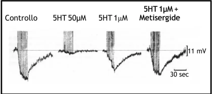 Figura  1-7  Effetto  della  somministrazione  di  5HT  e  del  bloccante  generico  dei  recettori  serotoninergici,  metisergide sull’ampiezza della AHP