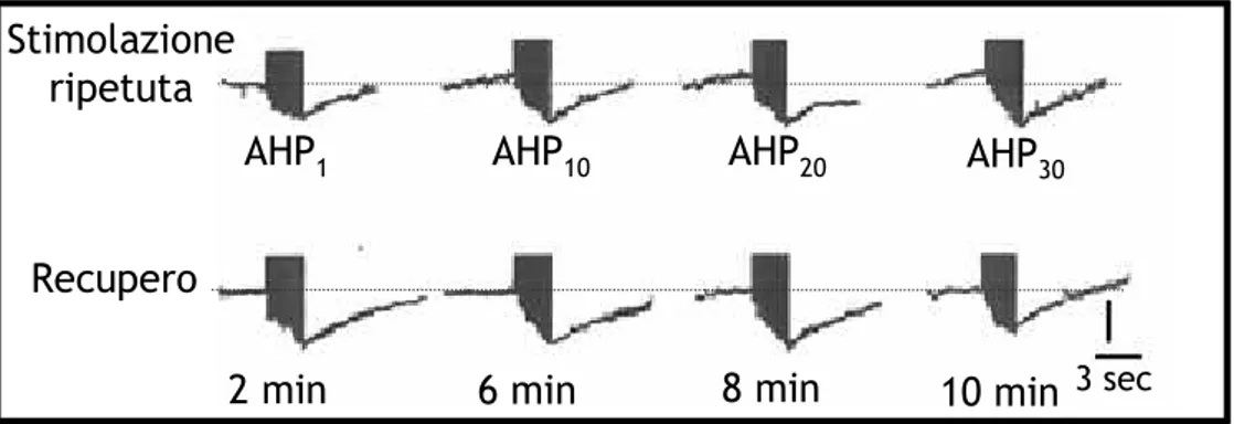 Figura  1-8  Effetto  della  stimolazione  ripetuta  della  cellula  T  con  30  treni  di  impulsi  depolarizzanti  della  durata  di  3  s  sull’ampiezza  dell’AHP