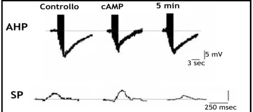 Figura  1-9  Effetto  della  riduzione  dell’ampiezza  dell’AHP  sull’ampiezza  del  potenziale  postsinaptico  registrato da un’altra cellula T considerata come follower