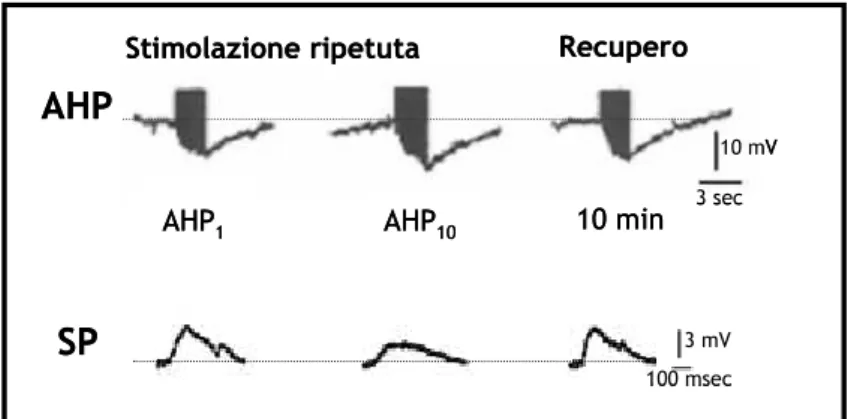 Figura  1-10  Effetto  dell’incremento  dell’ampiezza  dell’AHP  sull’ampiezza  del  potenziale  postsinaptico  in  un’altra  cellula  T  presa  come  follower