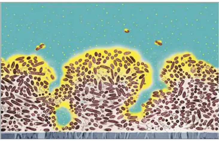 Figura 2: rappresentazione dell’architettura del biofilm: in giallo è evidenziato un  agente antimicrobico che non penetra nella regione più profonda in cui i 