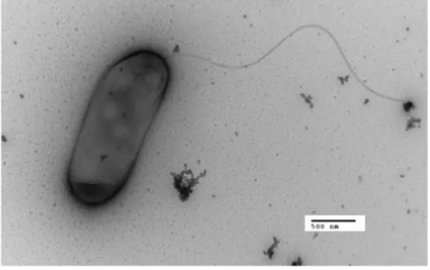 Figura 3: Legionella pneumophila 