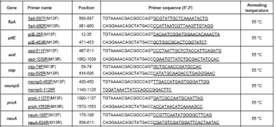 Figura 10: Sequenze geniche in esame: in sottolineato sono indicate le  sequenze dei primer, mentre le rimanenti sono le sequenze dei primer M13 