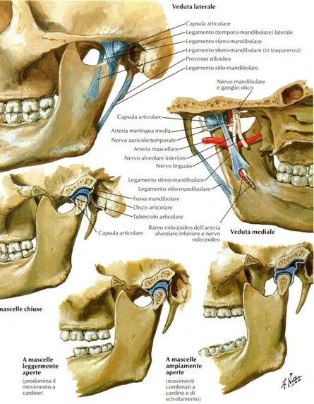 Figura 4 Articolazione temporo-mandibolare e legamenti (da Netter. Atlante di anatomia umana) 