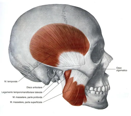 Figura 5 Muscolo temporale e muscolo massetere (Trattato di anatomia umana edi-erms). 