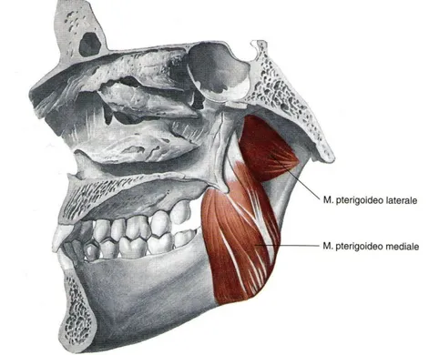 Figura  6  muscolo  pterigoideo  mediale  e  muscolo  pterigoideo  laterale  (Trattato  di  anatomia  umana  edi- edi-ermes)
