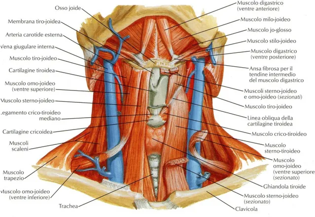 Figura 7 muscoli del collo e muscolo digastrico (Netter. Atlante di anatomia umana). 