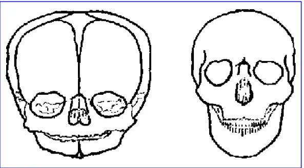 Figura 8 confronto fra il cranio di un neonato e quello di un adulto. 