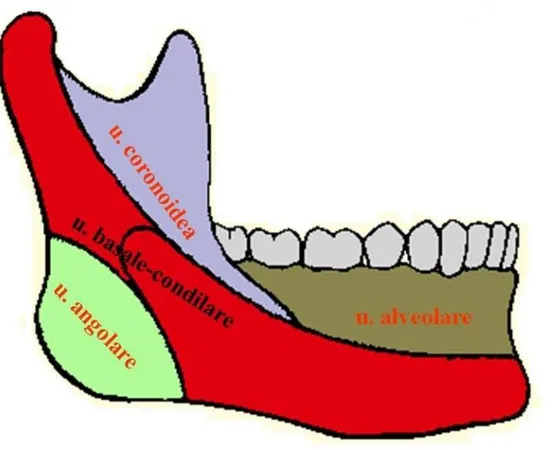 Figura 9 rappresentazione delle unità microscheletriche che compongono la mandibola. 