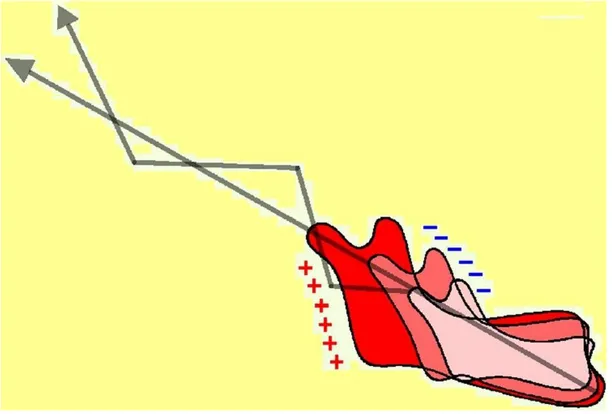Figura 10 rappresentazione della direzione della crescita della mandibola. 