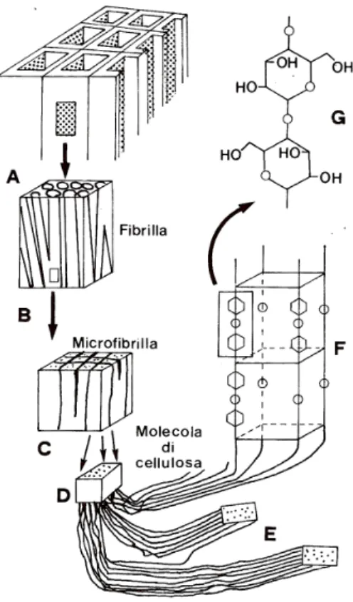 Fig. 1.3 - Rappresentazione schematica della cellulosa nella parete fibrosa del legno: 