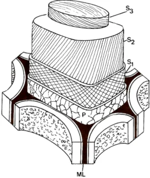 Fig. 1.4. - Struttura della parete della fibra: 