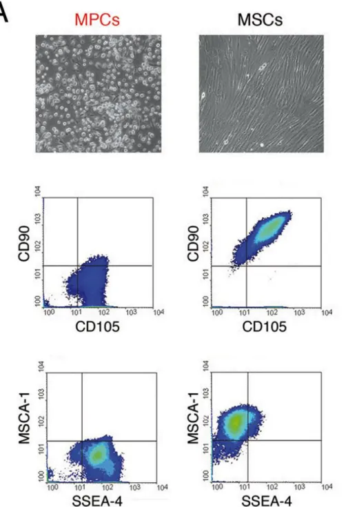 Figura  1 cellule progenitrici  mesodermali (MPC) e cellule stromali  mesenchimali (MSC)