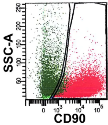 Figura  4  Sono  riportate:  a  sinistra  la  morfologia  delle  due  popolazioni,  MSC  (fusiformi)  ed  MPC  (rotondeggianti  e  rifrangenti)  in  colture  miste;  a  destra  la  separazione  citofluorimetrica  delle  due  popolazioni, MPC (SSC higt  CD 