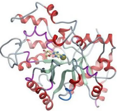 Figure  4.  Ribbon  diagram  of  human  adenosine  deaminase  enzyme.  Purine  unit  of  an  inhibitor lies above the zinc atom visible at center (from ‘thesgc.org’)