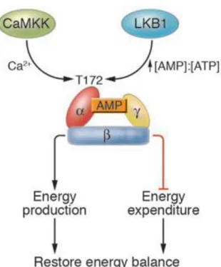 Figure 5. AMPK maintains the intracellular energy balance. Conditions that cause an  increase  in  the  AMP:ATP  ratio  lead  to  activation  of  AMPK  through  increased  phosphorylation on Thr172 within the α subunit