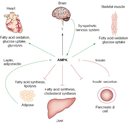Figure  7.  Proposed  roles  of  AMP-activated  protein  kinase  (AMPK)  in  the  control  of  whole-body  energy  metabolism