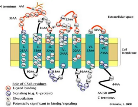 Figure  8. Transmembrane topology of  a typical  G protein-coupled  receptor  (Kohidai  L., 2008)