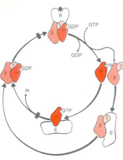 Figure 9. Diagram representing the activation-inactivation cycle of G protein-coupled  receptors (Clementi e Fumagalli, 1999)