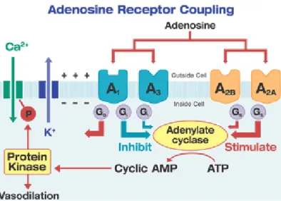 Figure  10.  Representative  scheme  of  adenosine  receptor  subtypes  and  their  second  messengers