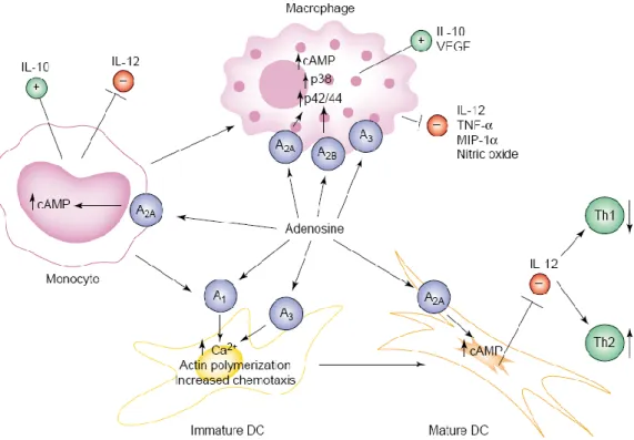 Figure 11. Scheme rapresenting the modulatory role of adenosine on different immune  cell  populations