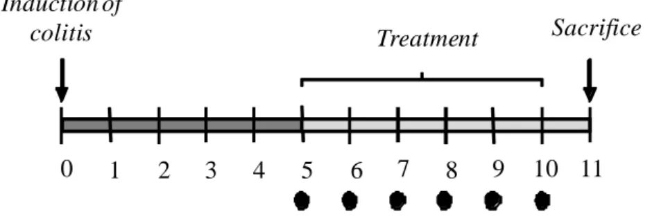 Figure  13.  Diagram  showing  the  design  and  time-course  of  experiments on DNBS-induced colitis  