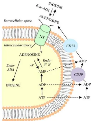 Figure 1. Schematic diagram illustrating the biosynthesis and catabolism of adenosine  under physiological (A) or pathological conditions (B)
