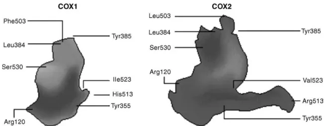 Fig. 6 Sequenze degli amminoacidi nella COX-1 e nella COX-2 [Flower, 2003] 