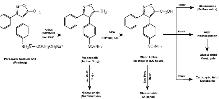 Fig. 16 Il metabolismo del PX [Karim et al., 2001]