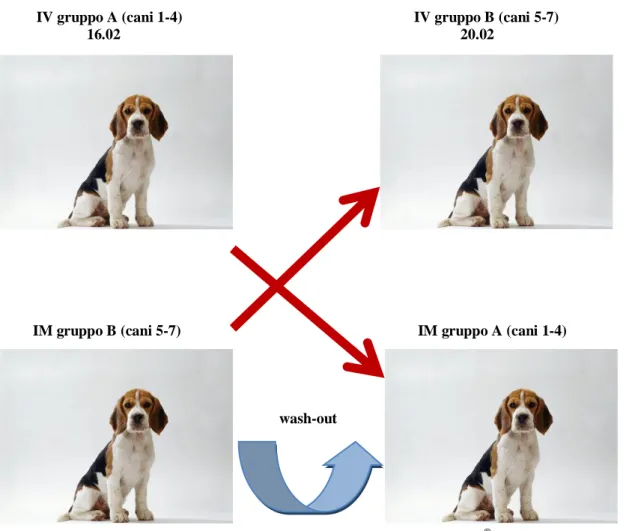 Fig  19  Esempio  di  preparazione  al  prelievo  (in  questo  caso:  il  prelievo  dal  cane  nº  5  delle  6  ore  dopo  la  somministrazione IM di Dynastat ® ) 