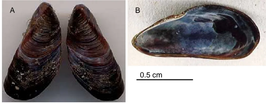 Fig. 2.2. Mytilaster minimus. A) Left and right valves, B) internal view of the right valve